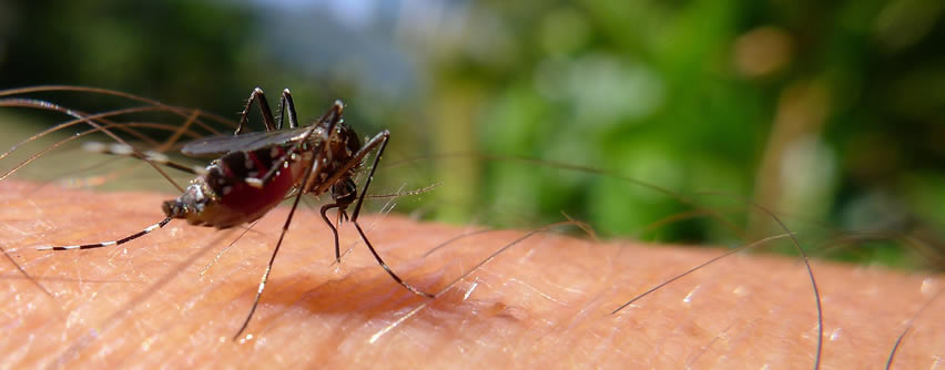 Malaria: Prevención, perspectivas