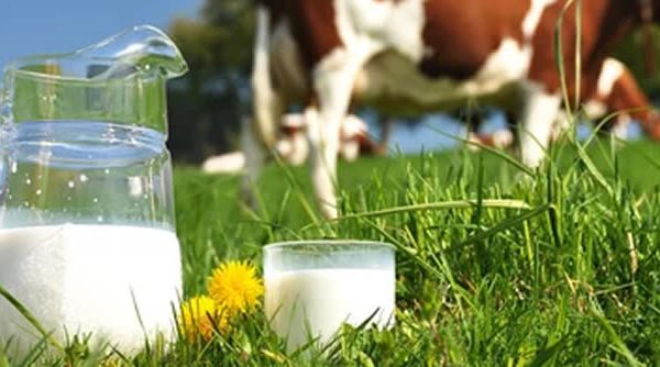 Beber leche cruda es un riesgo