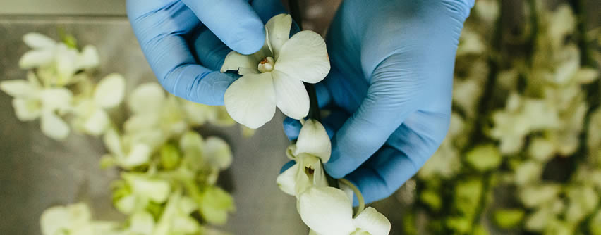 Flores para el cuidado de la piel