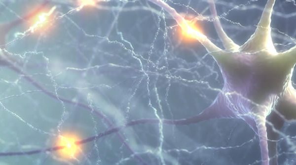 Surgen más pruebas de que existe neurogénesis hasta edades avanzadas