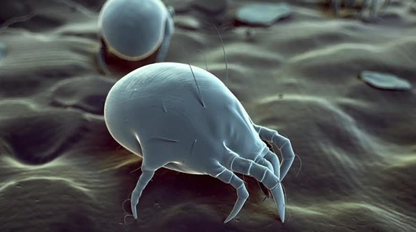 Los ácaros microscópicos que viven en nuestro rostro